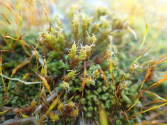 Syntrichia ruraliformis