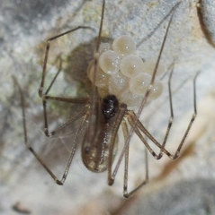 Spermophora senoculata