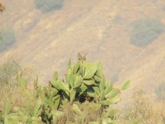 Haemorhous mexicanus
