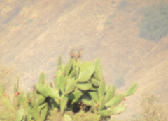 Haemorhous mexicanus