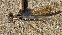 Eusynthemis guttata