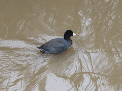 Fulica americana americana