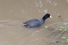 Fulica americana americana