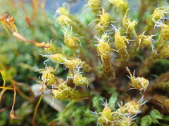 Syntrichia ruraliformis