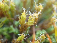Syntrichia ruraliformis