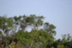 Spinus psaltria psaltria