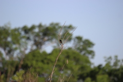 Spinus psaltria psaltria