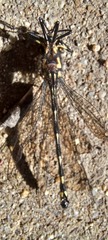 Eusynthemis guttata
