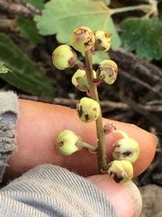 Pyrola picta