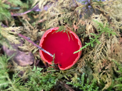 Sarcoscypha austriaca