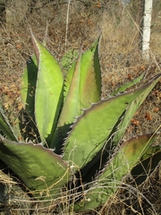 Agave salmiana