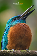 Jacamerops aureus