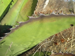 Agave salmiana
