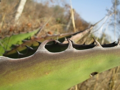 Agave salmiana