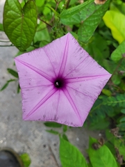 Ipomoea setifera
