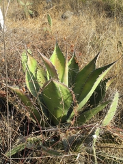 Agave salmiana