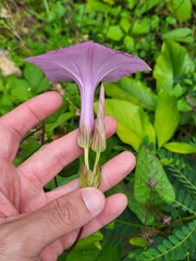 Ipomoea setifera