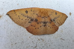 Cyclophora puppillaria
