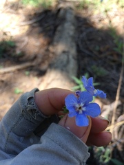 Hackelia velutina