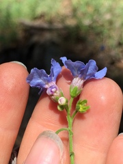 Hackelia velutina