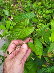 Ipomoea setifera