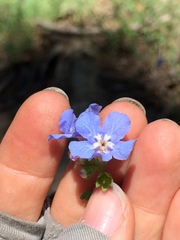 Hackelia velutina