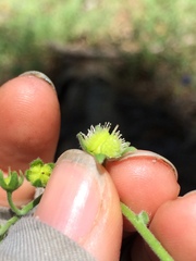 Hackelia velutina