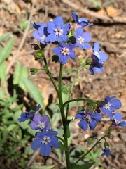 Hackelia velutina