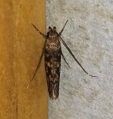 Hofmannophila pseudospretella