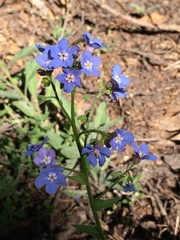 Hackelia velutina