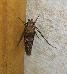 Hofmannophila pseudospretella