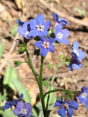 Hackelia velutina
