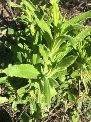 Pseudognaphalium californicum