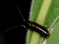 Cyrtotria