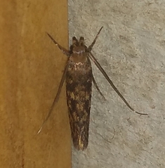 Hofmannophila pseudospretella