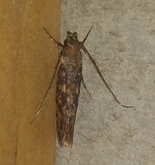 Hofmannophila pseudospretella