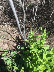 Pseudognaphalium californicum