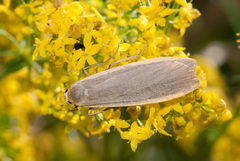 Eilema lurideola