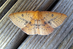 Cyclophora puppillaria