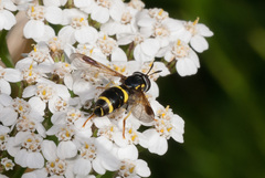 Chrysotoxum bicinctum