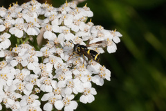 Chrysotoxum bicinctum