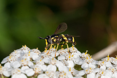 Chrysotoxum bicinctum