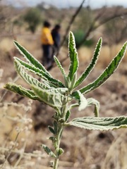Sphaeralcea angustifolia