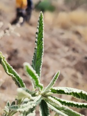 Sphaeralcea angustifolia