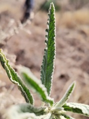 Sphaeralcea angustifolia