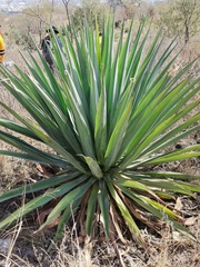 Furcraea parmentieri