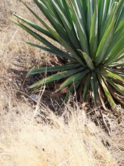 Furcraea parmentieri