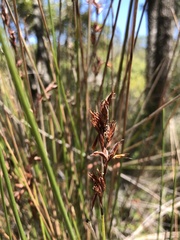 Juncus kraussii