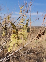 Eysenhardtia polystachya