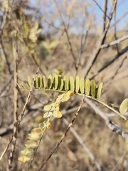 Eysenhardtia polystachya